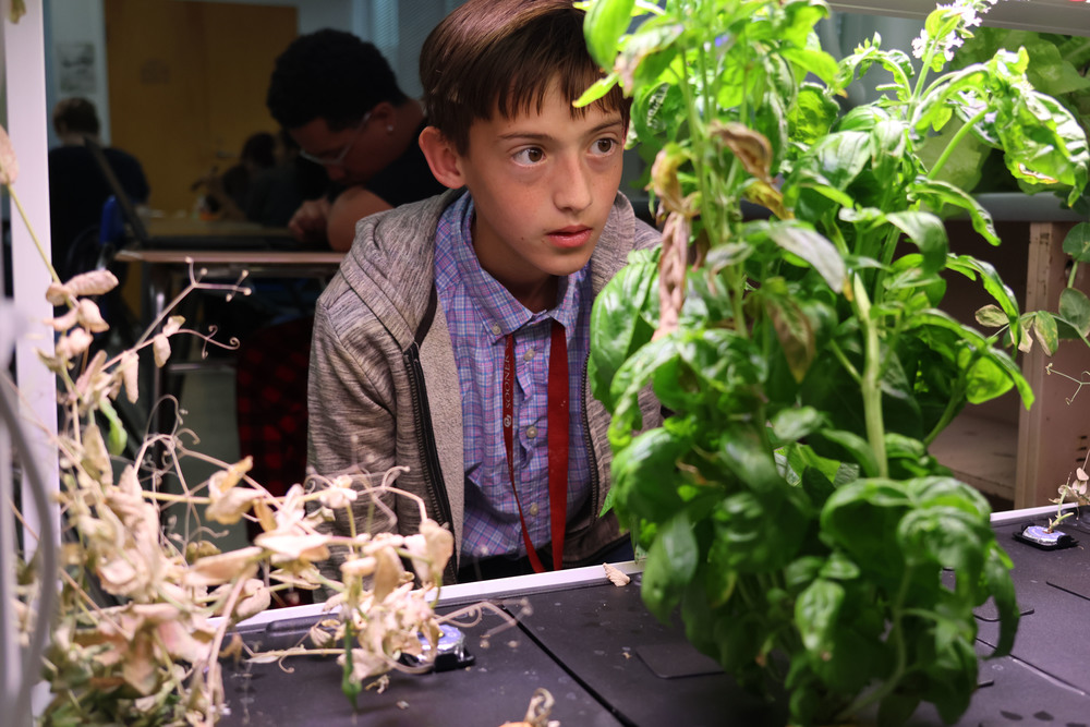 Travis looks at a plant he and his classmates have been working to grow